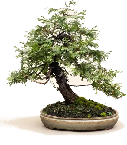 A white cedar bonsai in a shallow glazed oval pot