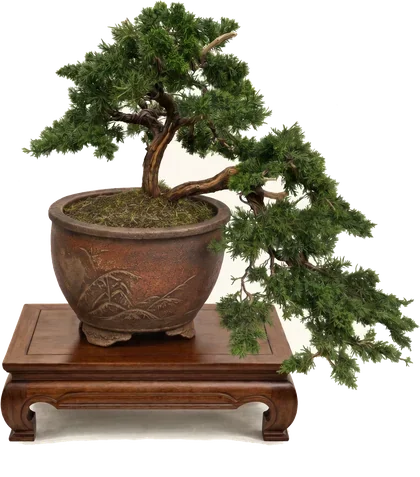 A Shimpaku juniper in semi-cascade, in a round brown pot on a wooden display stand