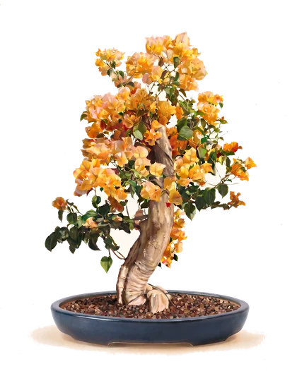 A bougainvillea bonsai in golden bloom, in a deep blue oval pot